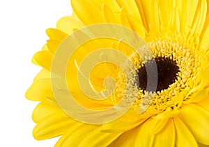 One Vibrant bright yellow gerbera daisy flower blooming isolate on white background