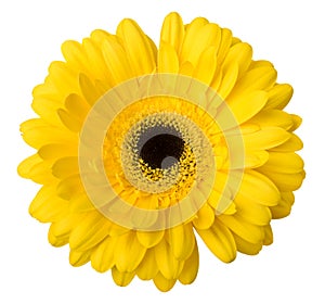 One Vibrant bright yellow gerbera daisy flower blooming isolate on white background