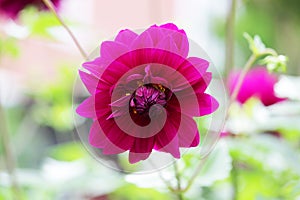 One violet ball shaped Dahlia blossoms. Blooming Dahlia flowers in late summer.