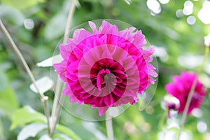 One violet ball shaped Dahlia blossoms. Blooming Dahlia flowers in late summer.