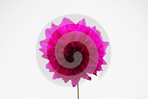 One violet ball shaped Dahlia blossoms on a white background. Blooming Dahlia flowers in late summer.