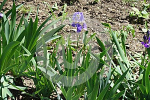 One violet flower of iris in the garden in May