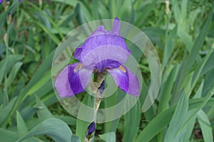 One violet flower of Iris germanica