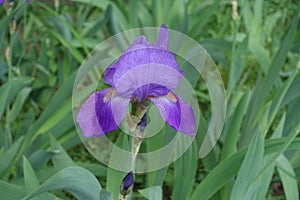 One violet flower of Iris germanica