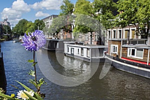 One violet flower near the amsterdam canal with boats