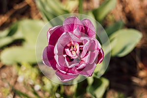 One violet tulip against the background of green grass in spring