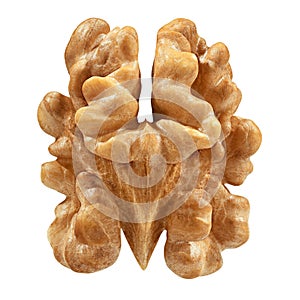 One Walnut isolated closeup without shell as package design element collection on white background. Nut macro.