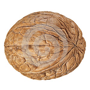 One Walnut isolated closeup in shell as package design element collection on white background. Walnut macro with clipping path