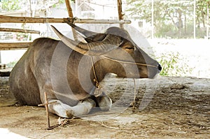 One water buffalo in country of Thailand