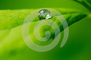 One water drop on green leaf in dew light macro shot