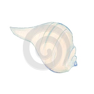 One watercolor blue isolated shell front view. illustration with shell on a white background for shops travel agencies or