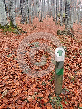 One way direction wooden signpost in forest