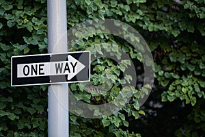 One way traffic sign indicating the driving direction. Green tree background.