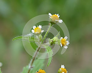 In the field it blooms galinsoga parviflora photo