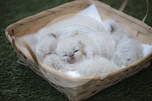 One week healthy purebred color point himalayan persian kitten sleeping peacefully with her littermates