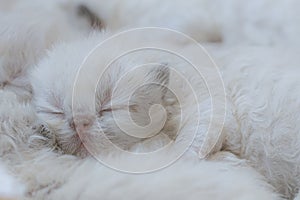One week healthy purebred color point himalayan persian kitten sleeping peacefully with her littermates