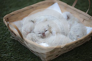 One week healthy purebred color point himalayan persian kitten sleeping peacefully with her littermates photo