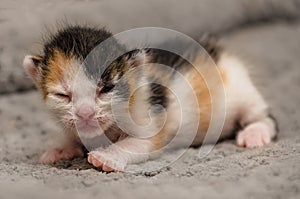 One-week old calico kitten with eyes beginning to open