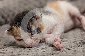 One-week-old calico kitten with eyes beginning to open