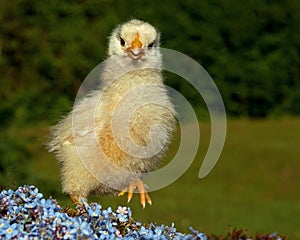 One week old chicken male, from the Hedemora breed in Sweden.