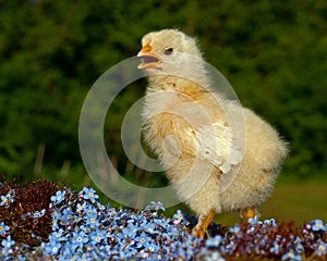 One week old chicken male, from the Hedemora breed in Sweden.