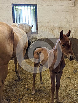 One week old foal and mother in a stall