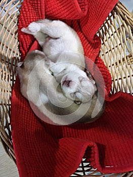 One week old husky puppies