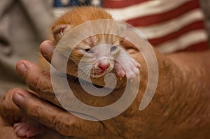 One-week-old kitten with eyes beginning to open