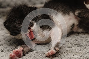 One-week-old kitten with eyes beginning to open yawning