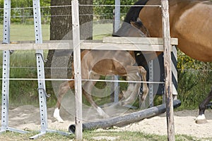 One week old mare foal is playing, she jumps over an obstacle, behind a fence, happy active brown foal