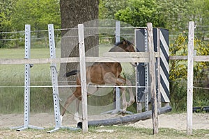 One week old mare foal is playing, she jumps over an obstacle, behind a fence, happy active brown foal