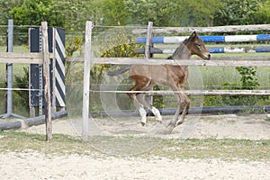 One week old mare foal is playing, she jumps over an obstacle, behind a fence, happy active brown foal