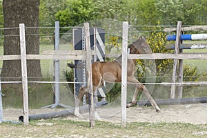 One week old mare foal is playing, she jumps over an obstacle, behind a fence, happy active brown foal