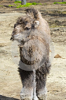 One week old two-humped camel foal in an enclosure