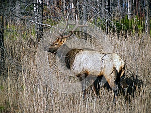 One Wet Bull Elk