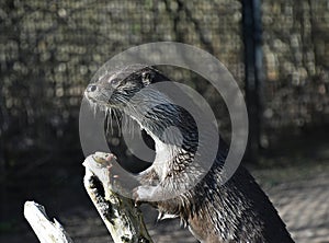 One wet giant river otter out of water in zoo