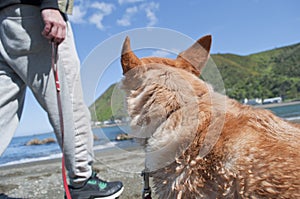 One wet mixed breed dog linked with a red leash to the owner wait to go back home