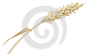 One wheat ear isolated on white background