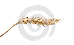 One wheat spikelet on the white