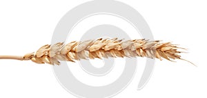 One wheat spikelet on the white