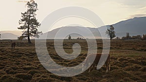 One Whit And Brown Cow Pasturing On Autumn Field With The Mountain Range On Background In The Early Morning Under White