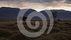 One Whit And Brown Cow Pasturing On Autumn Field With The Mountain Range On Background In The Evening