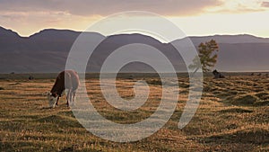 One Whit And Brown Cow Pasturing On Autumn Field With The Mountain Range On Background In The Evening