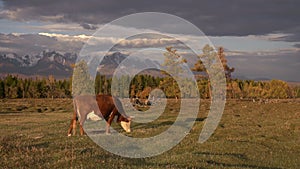 One Whit And Brown Cow Pasturing On Autumn Field With The Mountain Range On Background Under The Dark Cloudy Sky