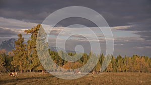 One Whit And Brown Cow Pasturing On Autumn Field With The Mountain Range On Background Under The Dark Cloudy Sky