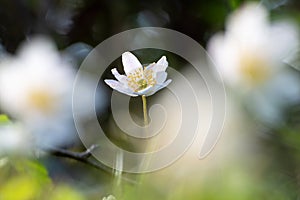 One white anemone flower blooming in forest. Dark background with sunlight in the front. Botanical scene rural setting. Springtime