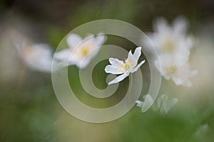 One white anemone flower blooming in forest. Dark background with sunlight in the front. Botanical scene rural setting. Springtime