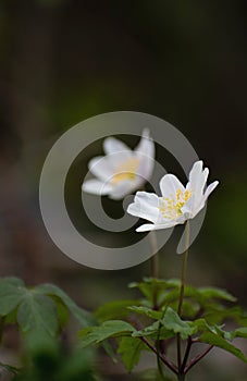 One white anemone flower blooming in forest. Dark background with sunlight in the front. Botanical scene rural setting. Springtime