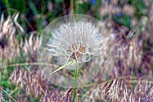 One white big dandelion on a green stem