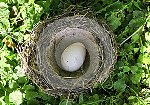 One white bird eggs of different colors lie in the nest on the l